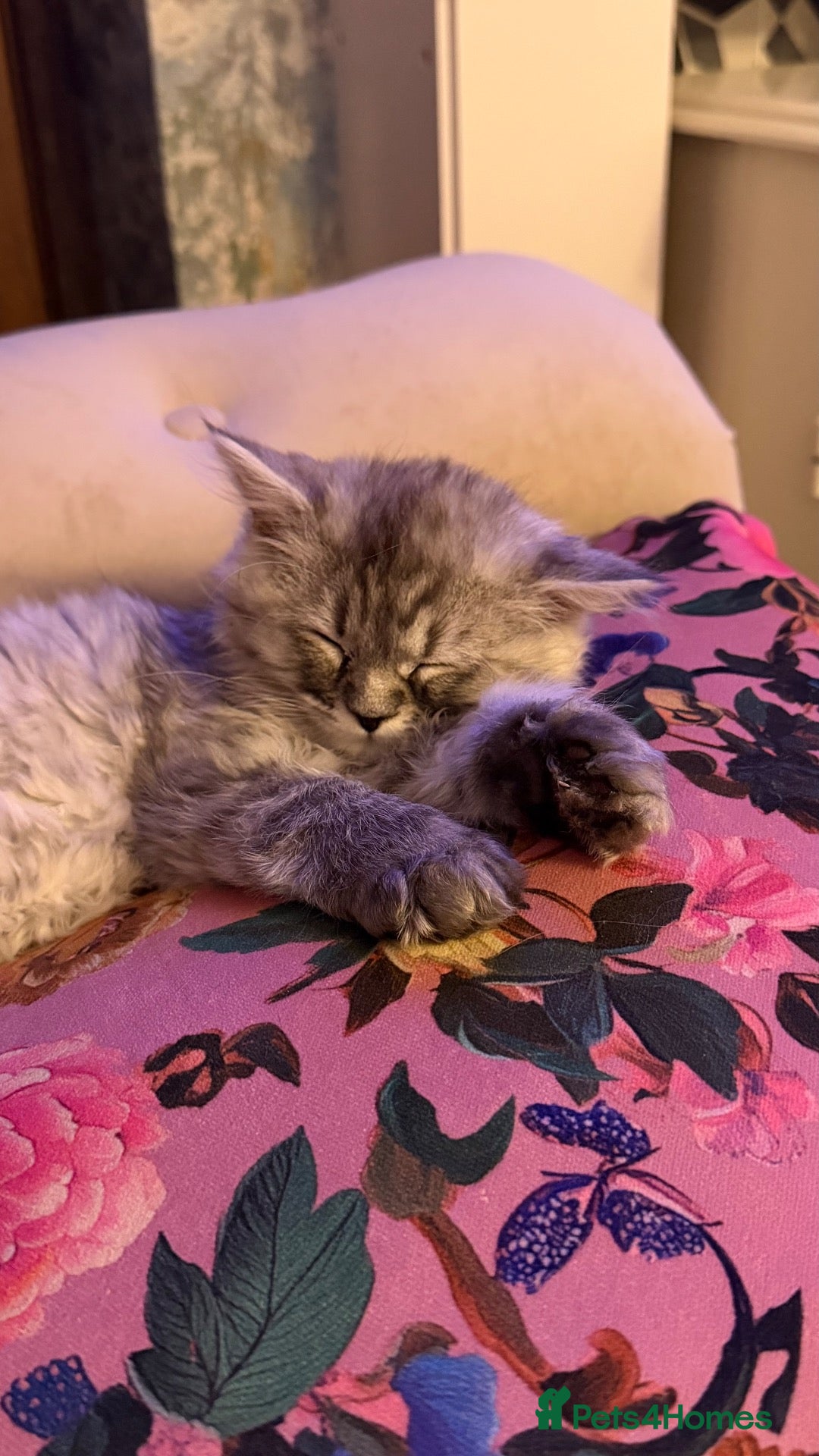 Persian cats Hans Solo — chinchilla kitten - Ready Now - Advert 2