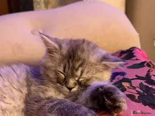 Persian cats Hans Solo — chinchilla kitten - Ready Now - Advert 2