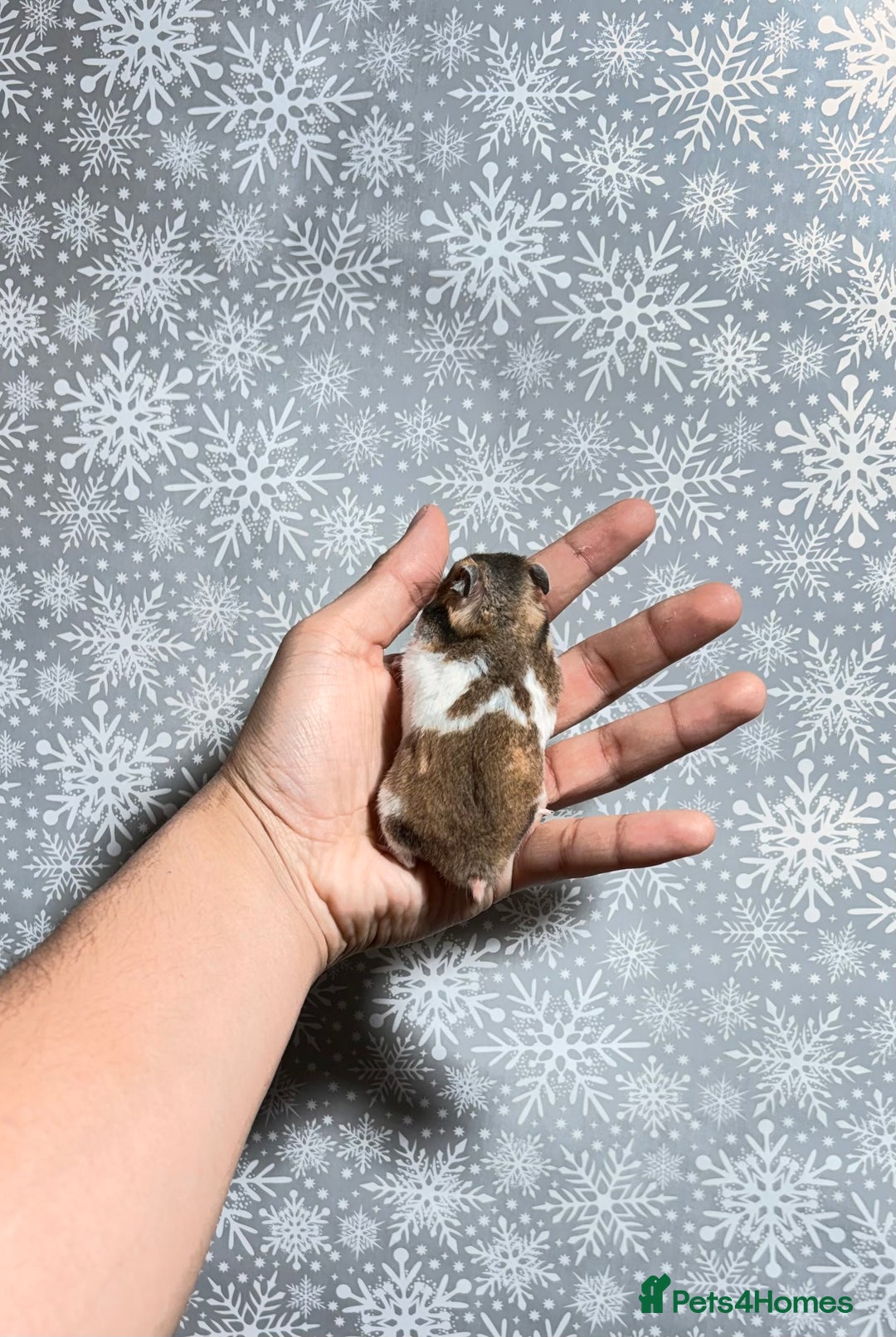 Hamster rodents for sale: STUNNING TAME PEDIGREE SYRIAN HAMSTERS - Advert 4