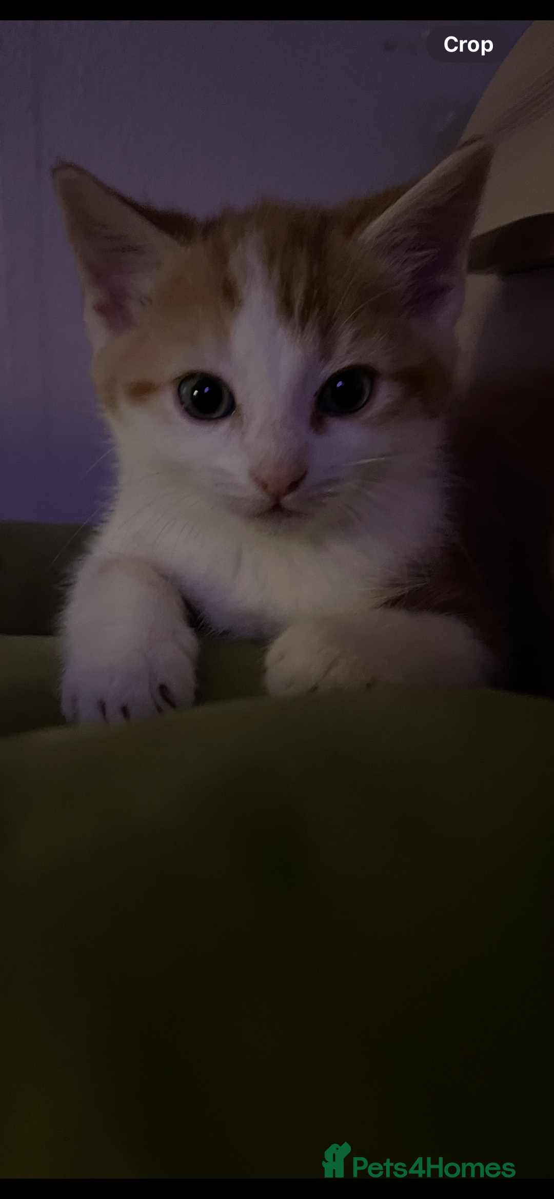 Norwegian Forest Cat cats for sale: Mixed bread/ Norwegian forest cat - Advert 7