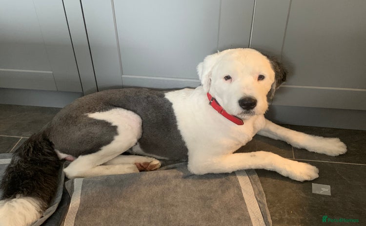 Mixed Breed dogs Female old english sheep dog x newfoundland - Advert 8