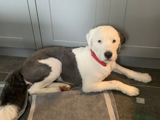 Mixed Breed dogs Female old english sheep dog x newfoundland - Advert 1