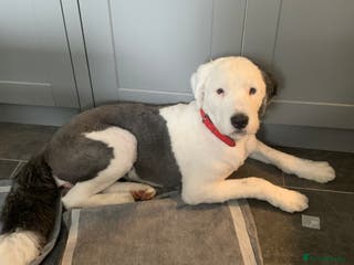 Mixed Breed dogs Female old english sheep dog x newfoundland - Advert 8