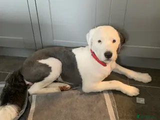 Mixed Breed dogs Female old english sheep dog x newfoundland - Advert 2