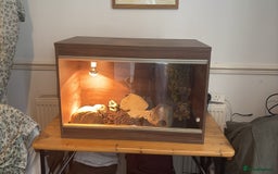 Leopard Gecko reptiles for sale: 2 leopard geckos with full vivarium and supplies - Image 7