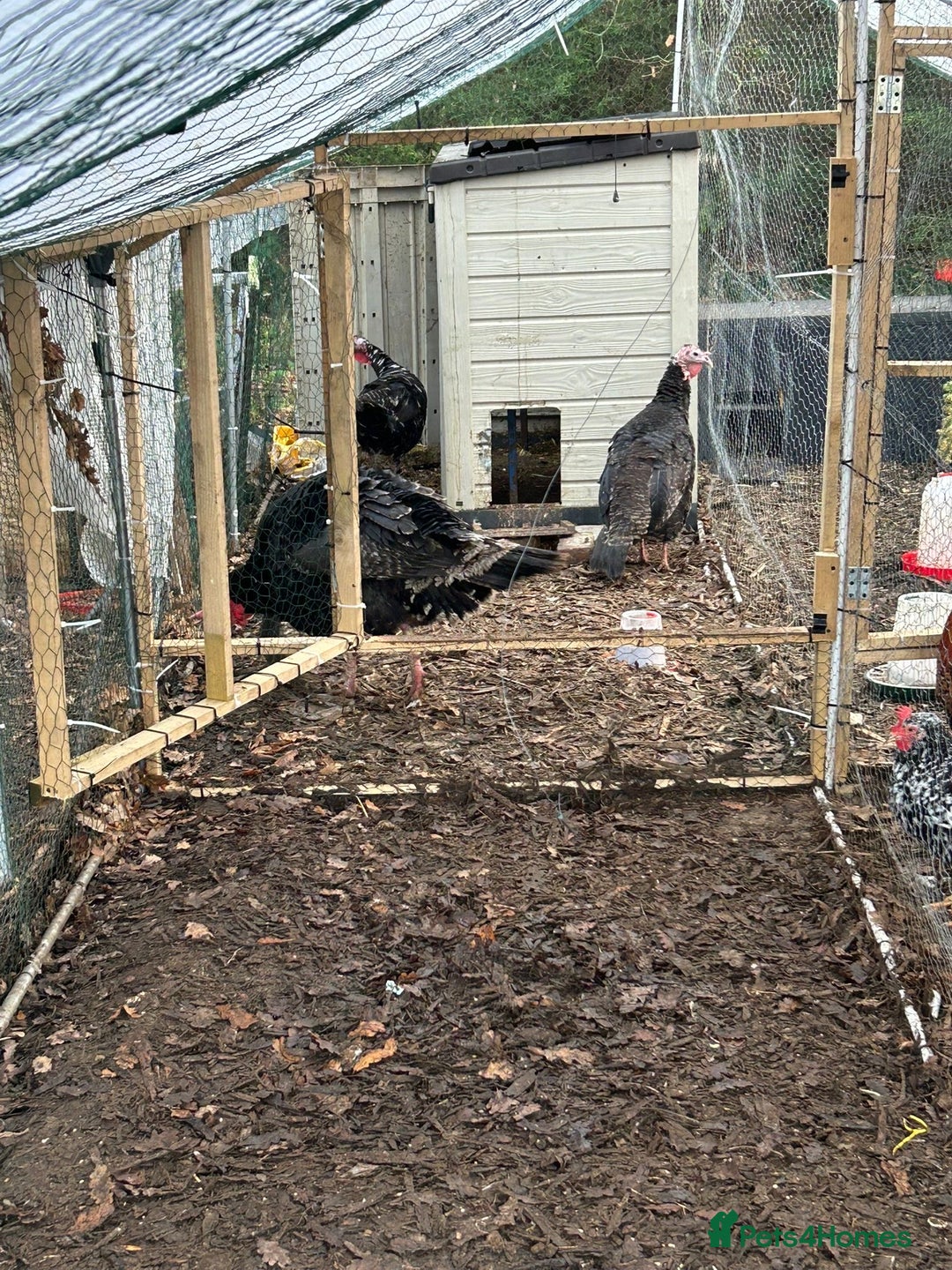 Turkeys poultry for sale: Trio of black/bronze turkeys - Advert 3