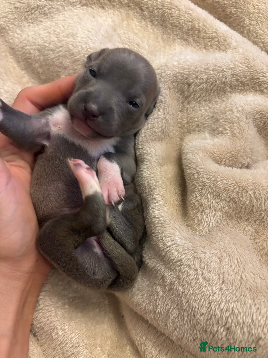 Italian Greyhound dogs for sale: KC Italian Greyhound Puppies  - Image 22