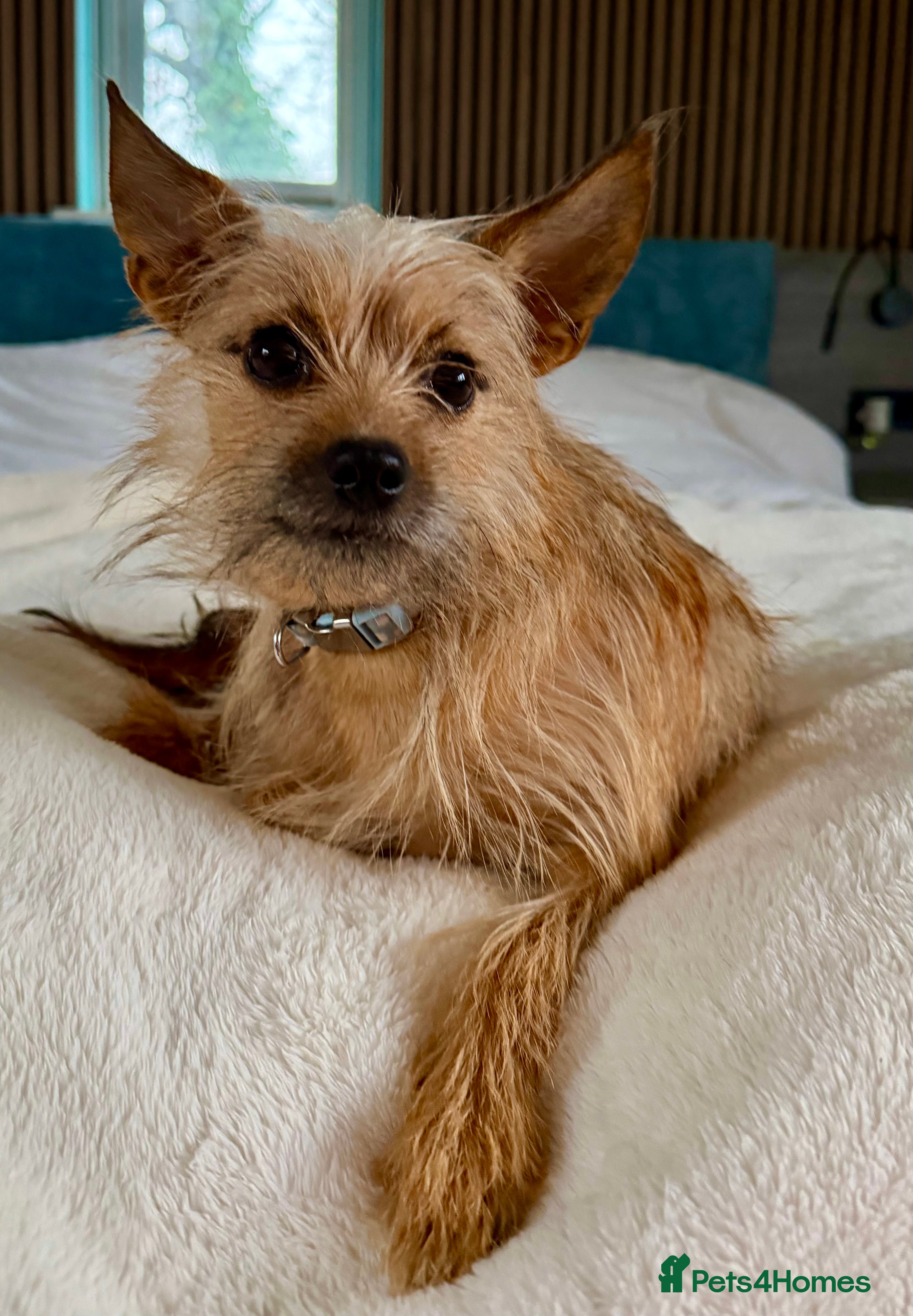 Norfolk Terrier dogs 🐾 MAMBI – Female Norfolk Terrier - Advert 1