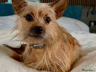 Norfolk Terrier dogs 🐾 MAMBI – Female Norfolk Terrier - Advert 1