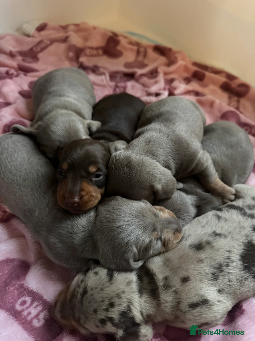 Miniature Dachshund dogs for sale: 2 beautiful Isabella and tan mini dachshunds  - Advert 9