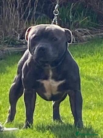 Staffordshire Bull Terrier dogs Up For Stud For A Limited Amount Of Time  - Advert 1