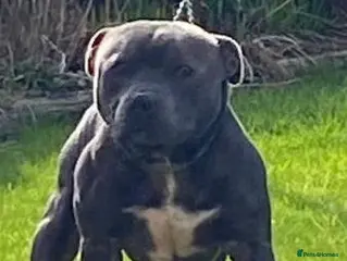 Staffordshire Bull Terrier dogs for stud: Champion Sired Boy For Stud - Advert 1