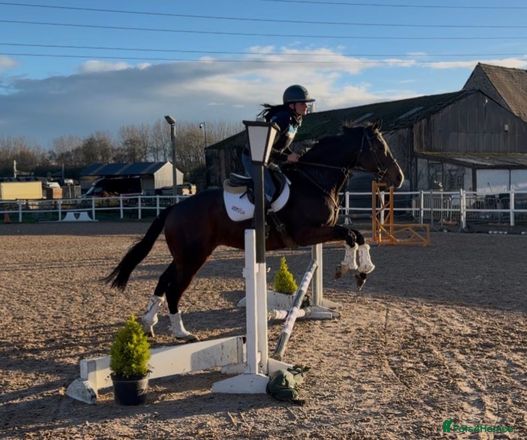 English Thoroughbred horses for sale: Smart Project  - Advert 2