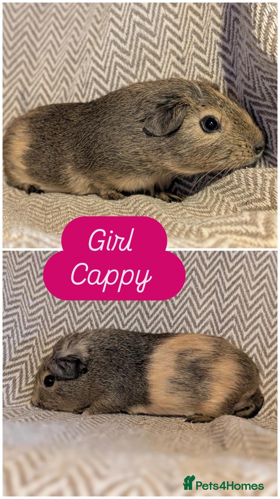 Guinea Pig rodents Guinea pig babies  - Advert 1