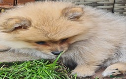 Mixed Breed dogs for sale: Ready now Pomeranian cross. ( Lapponian ) - Image 8