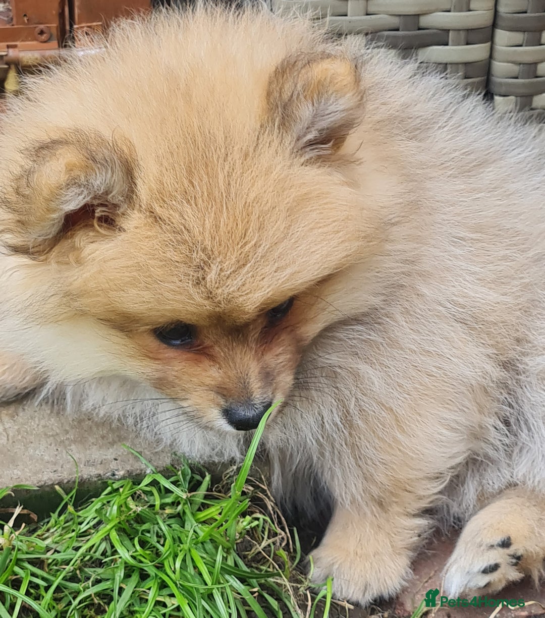 Mixed Breed dogs for sale: Ready now Pomeranian cross. ( Lapponian ) - Image 8