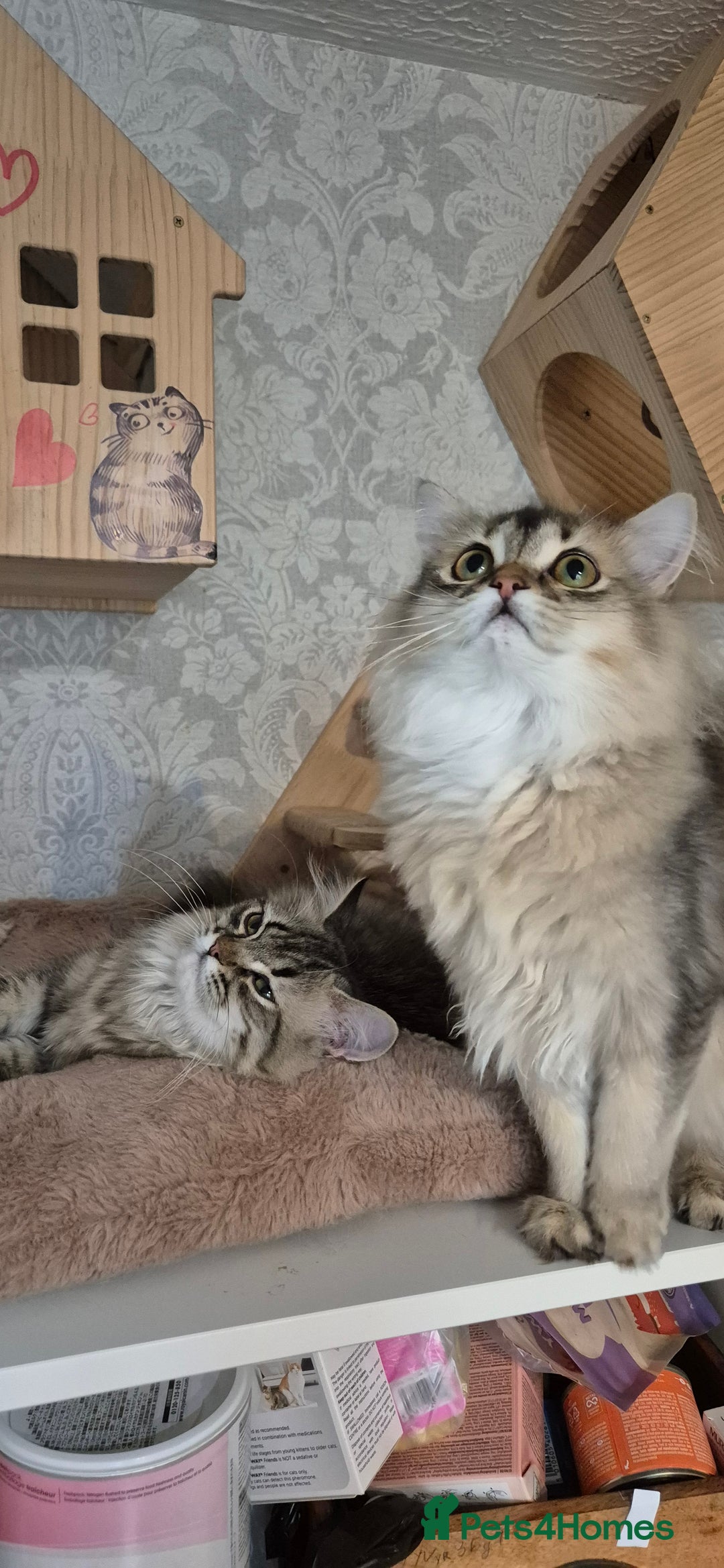 Scottish Fold cats for sale: 1 boy and 1 girl left Amazing Scottish Straights  in Ивсхам - Image 10
