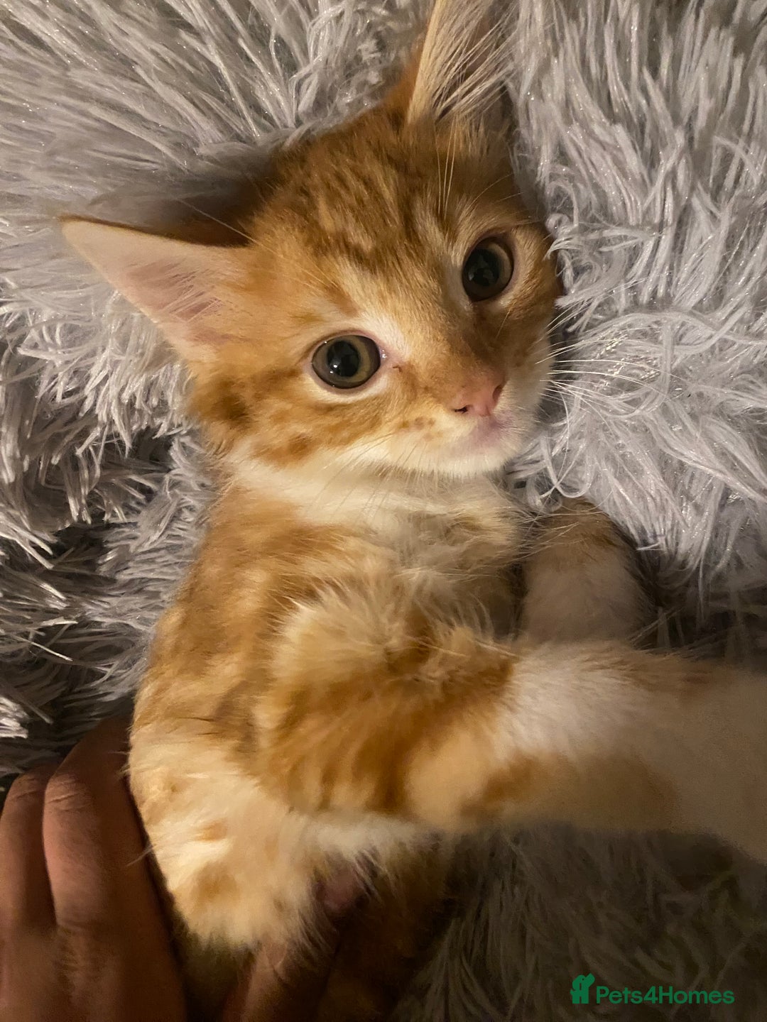 Mixed Breed cats for sale: Very cute and fluffy ginger kitten  - Image 2