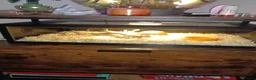 Corn Snake reptiles for sale: Corn snake in Lichfield - Advert 4