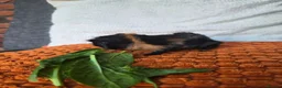 Guinea Pig rodents for sale: Baby guinea pigs - Advert 14