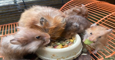 Hamster rodents - Advert 3