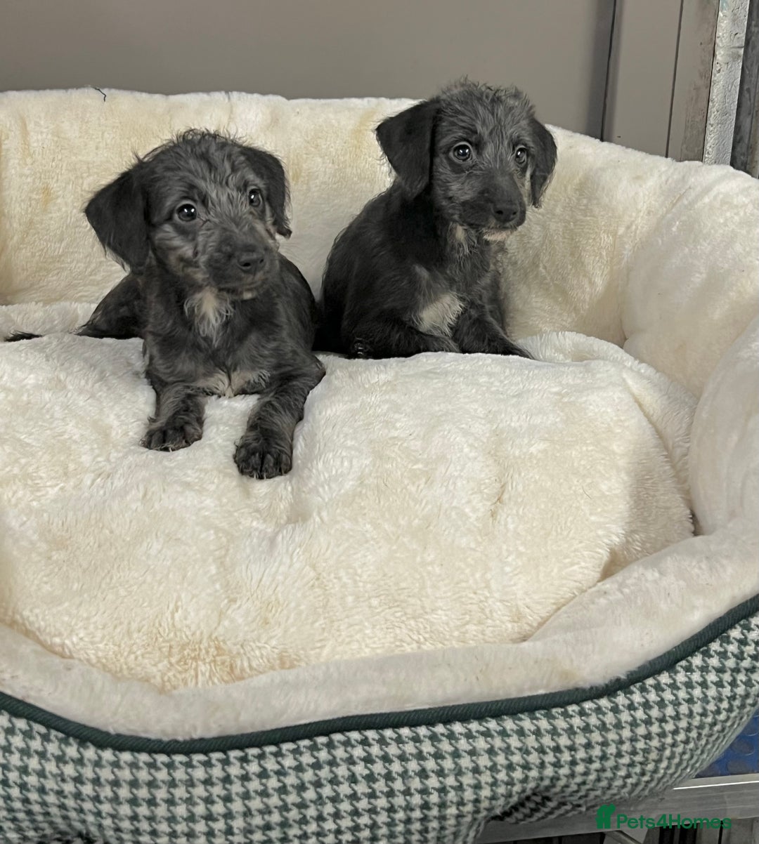 Bedlington Terrier dogs for sale: Fantastic F1 Bedlington x Whippet Puppies - Advert 4