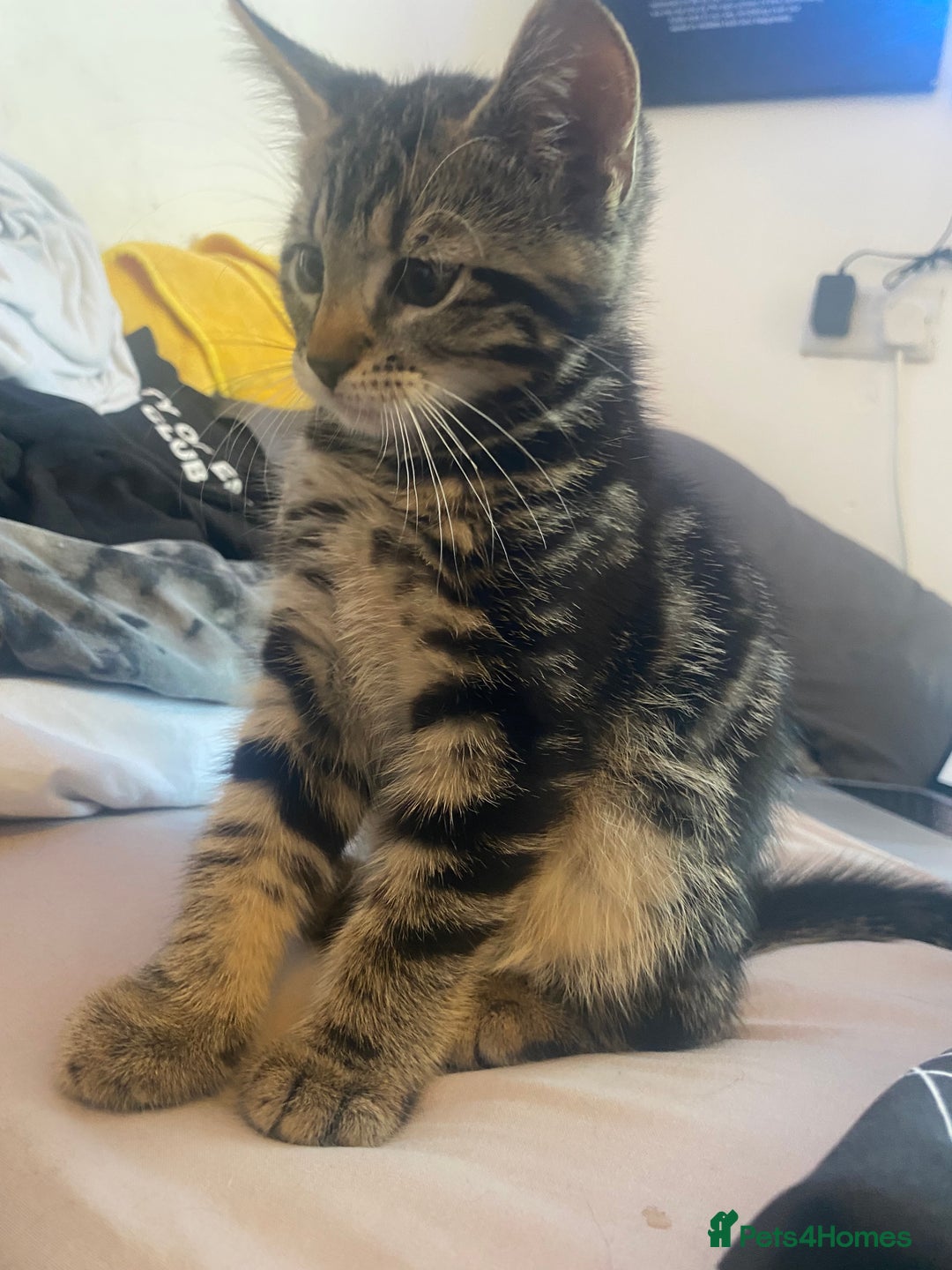 Domestic Shorthair cats for sale: Kittens for sale  - Image 1