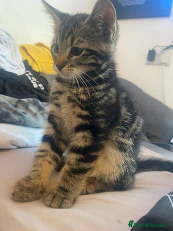 Domestic Shorthair cats - Advert 2