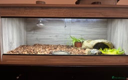 Hermann Tortoise reptiles for sale: Hermann tortoise 2 years old - Image 2