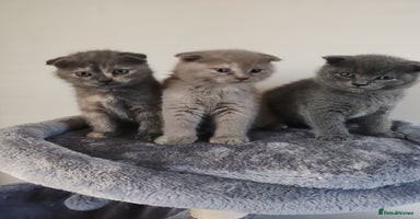 Scottish Fold cats - Advert 4