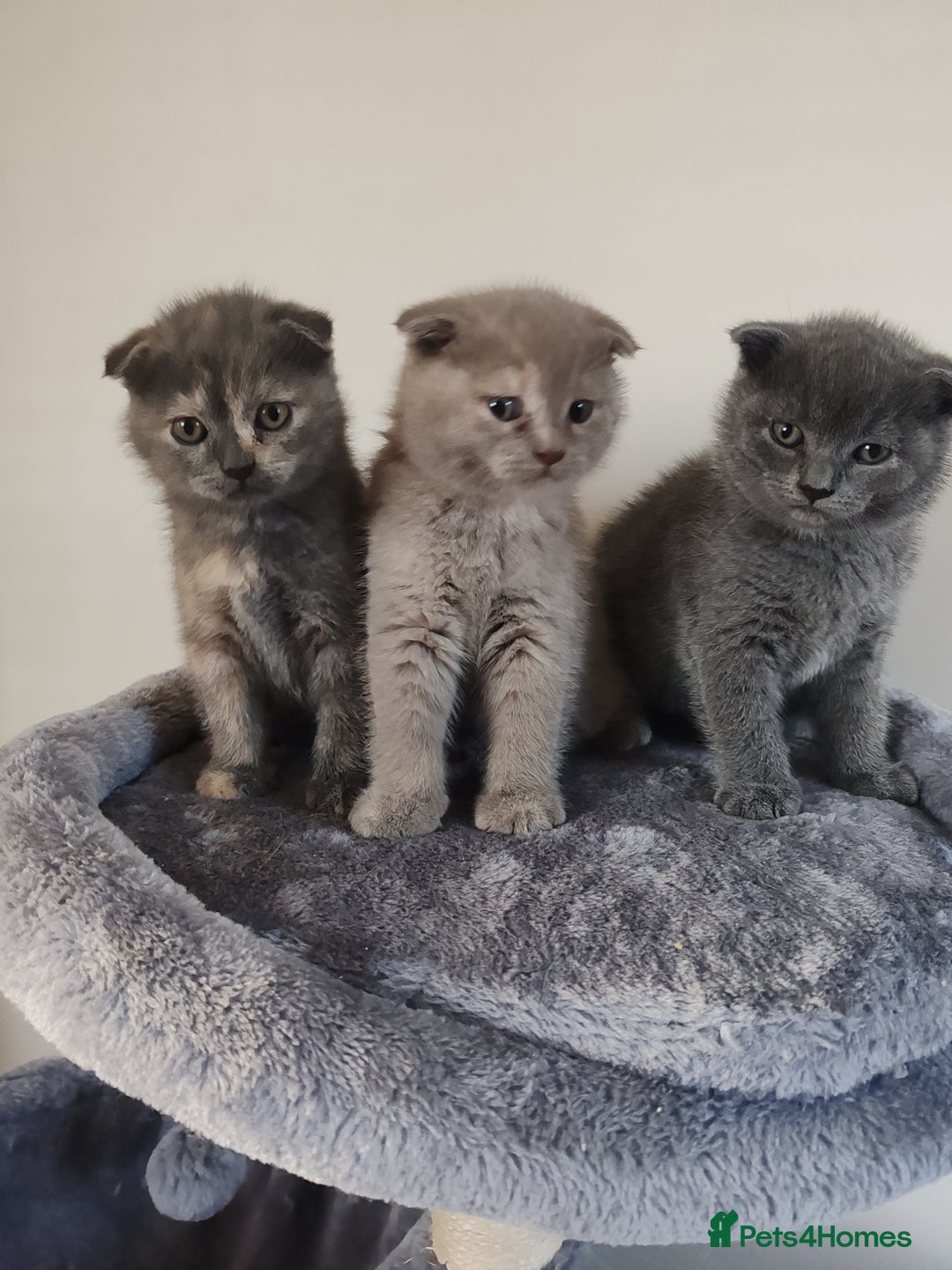 Scottish Fold cats for sale: Only 1 🐱 left.Scottish fold x BSH kittens - Image 3