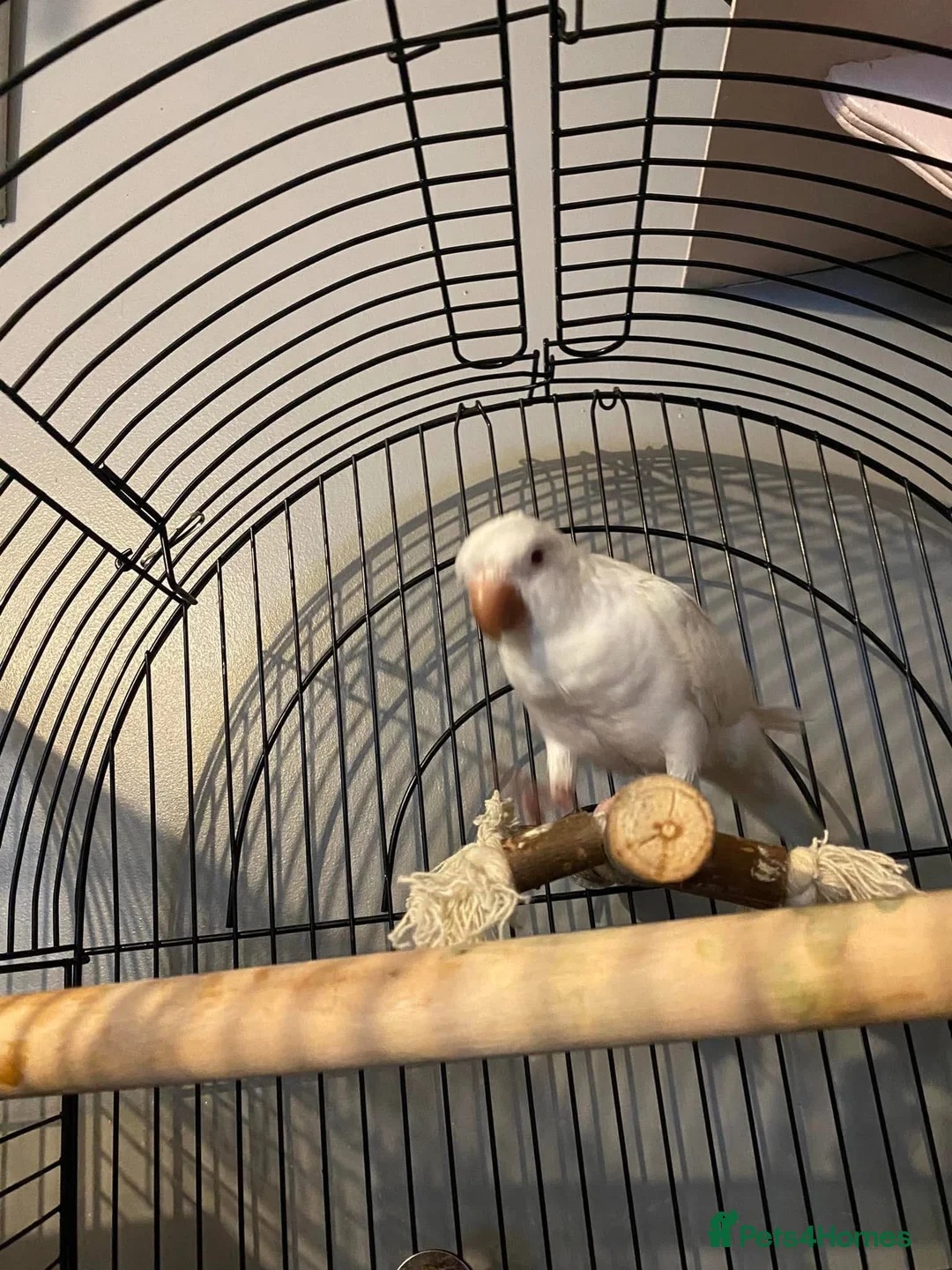 Parrots birds for sale: X2 quaker parrots monk parakeets  - Advert 2