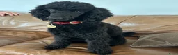 Mixed Breed dogs for sale: Small Miniature Poodle Boys - DNA Tested Parents - Advert 2