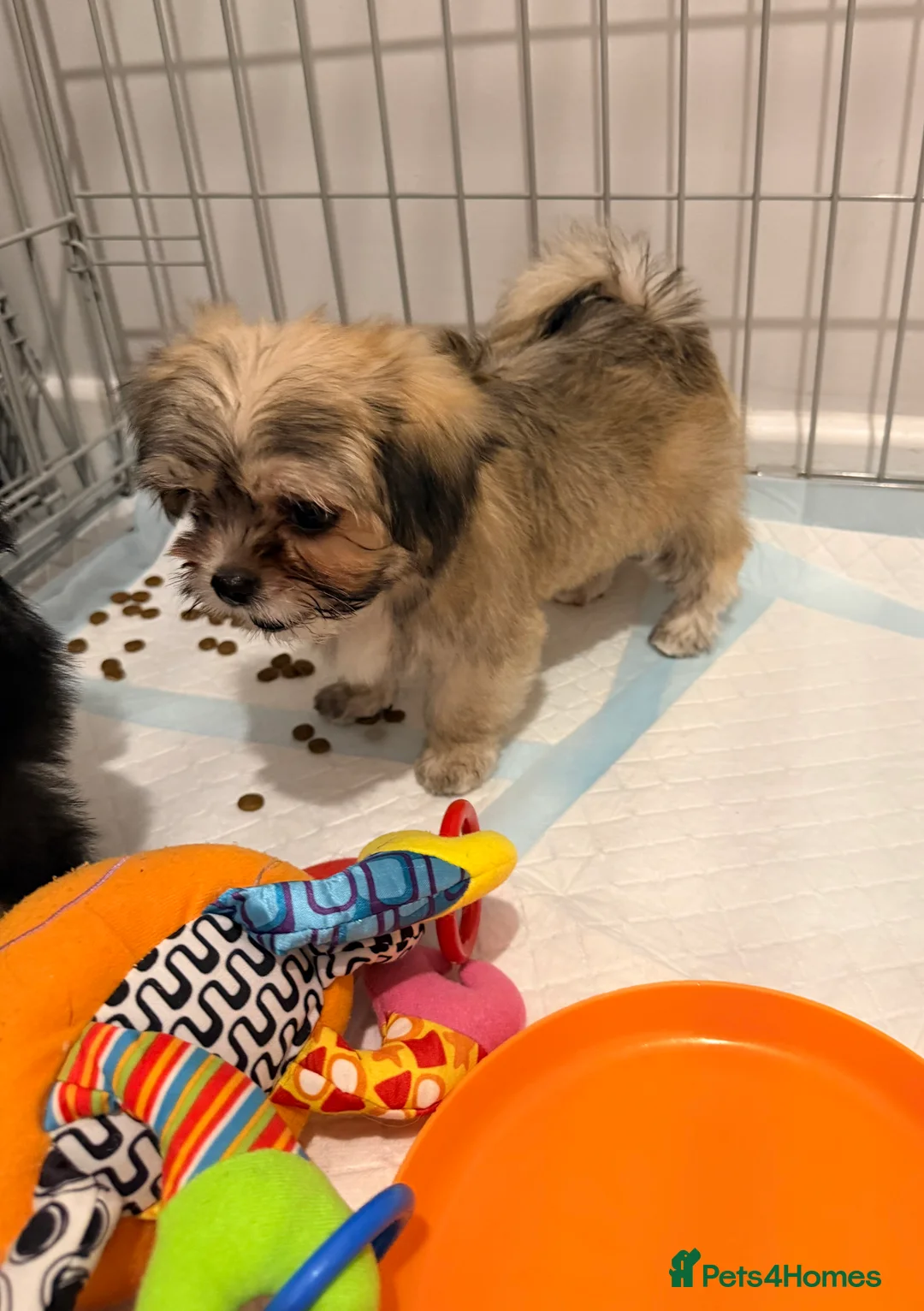 Mixed Breed dogs for sale: Ready now Malchi fluffy puppies  - Advert 9