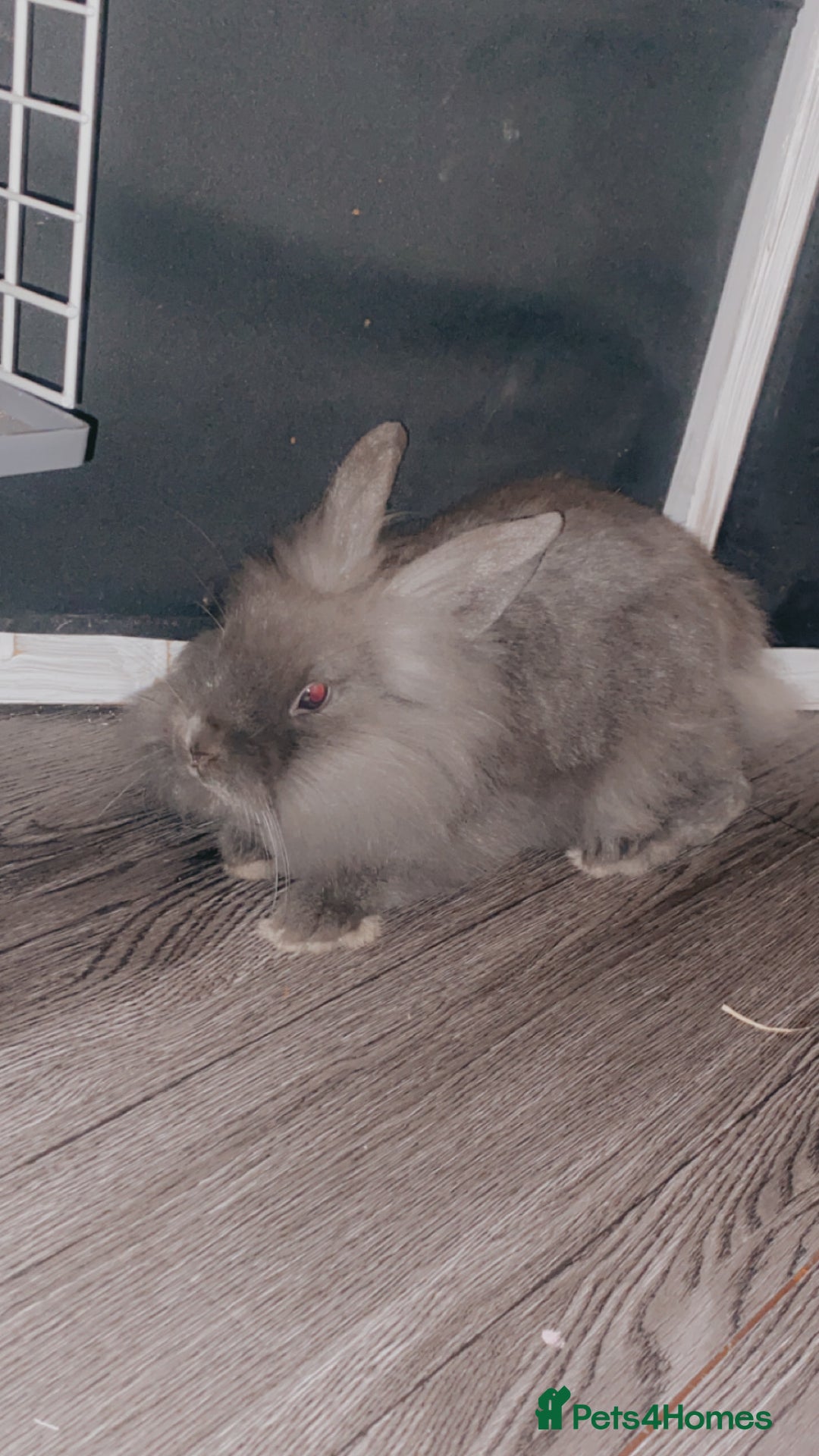 English rabbits for sale: grey fluffy baby rabbit - Advert 1