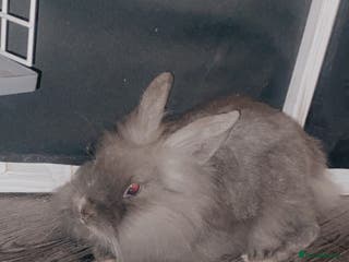 English rabbits grey fluffy baby rabbit - Advert 2
