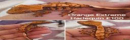Gecko reptiles for sale: Various Crested Geckos for sale  - Advert 8