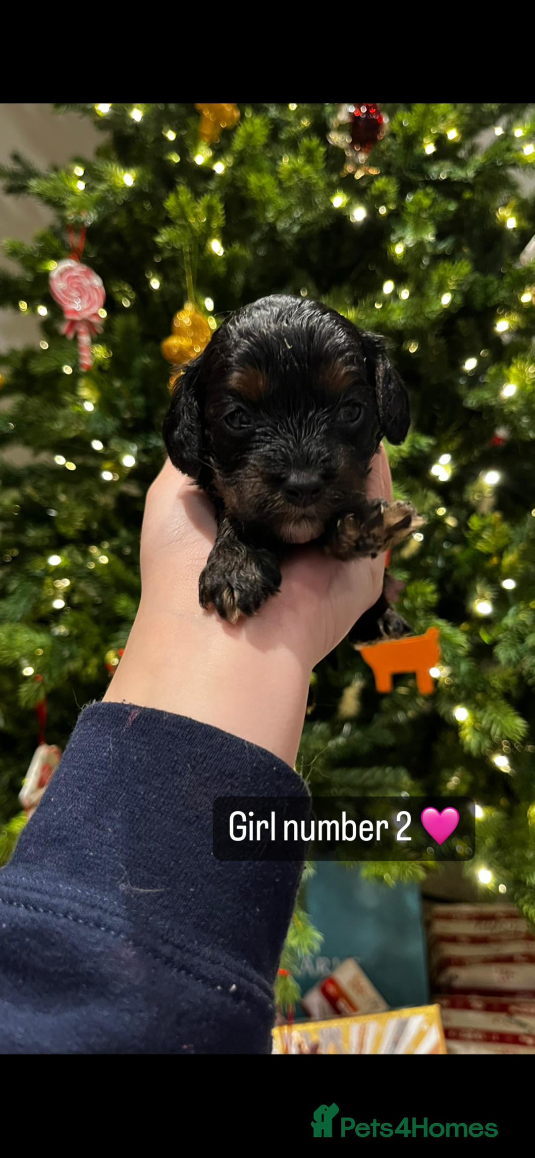 Cavapoo dogs for sale: Cavapoo puppies phantom Black and Tan  - Advert 3