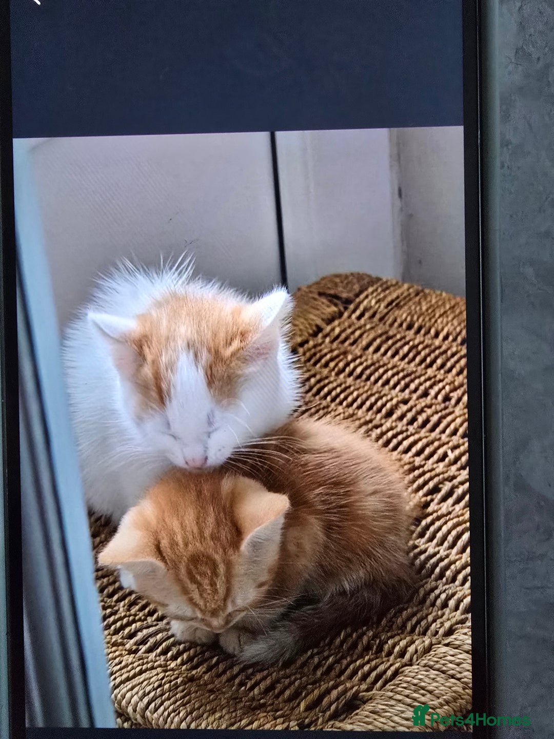 Mixed Breed cats for sale: Ginger kittens - Advert 5