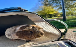 Guinea Pig rodents for sale: 1 Female Guinea Pig - Image 5