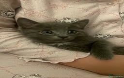 Mixed Breed cats for sale: Little Grey Boy Kitten - Image 3