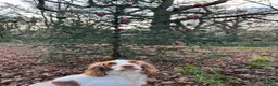 Cocker Spaniel dogs for sale: 5 Year Old Female Cocker Spaniel  - Advert 5