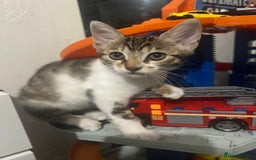 Mixed Breed cats for sale: Ready! Snow Bengal/Seal Lynx X Kittens  - Image 15