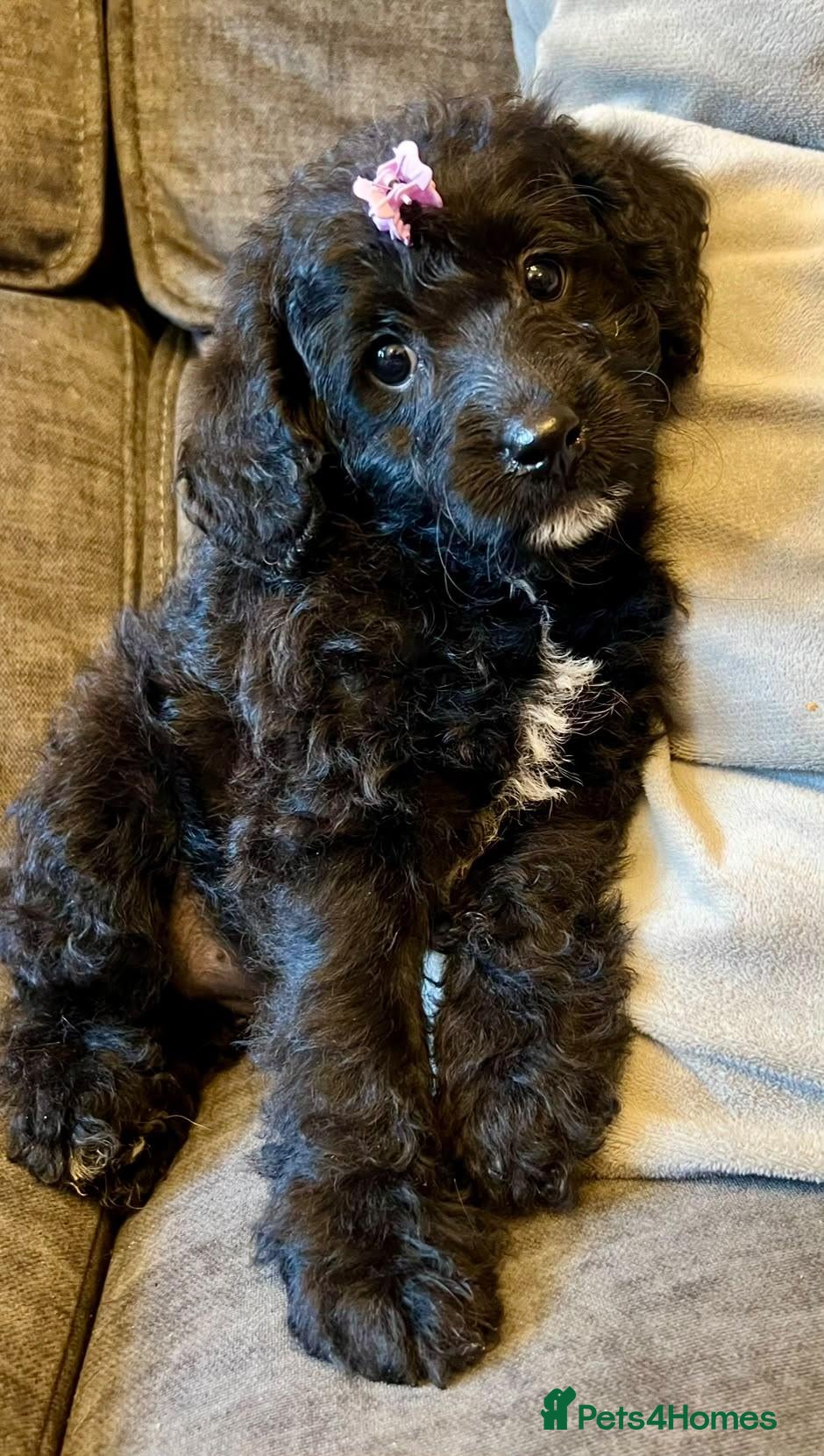 Labradoodle dogs Last 2...£950 healthy playful F1b Labradoodle pups - Advert 15