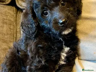 Labradoodle dogs Last 2...£950 healthy playful F1b Labradoodle pups - Advert 5