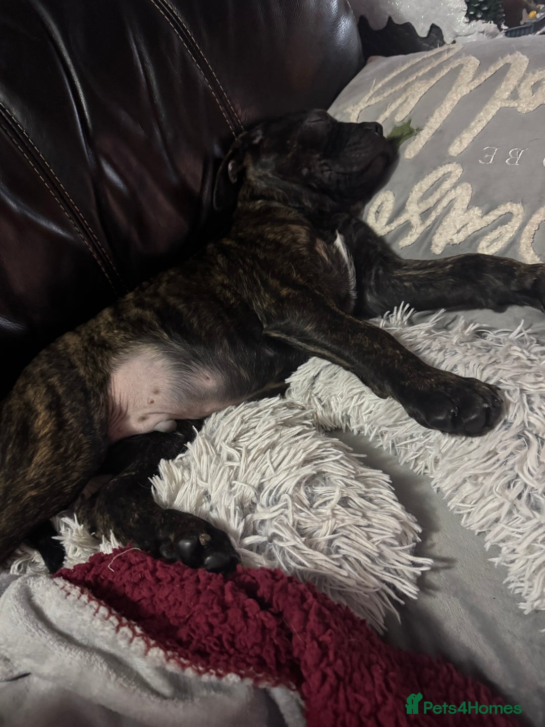 Mixed Breed dogs for sale: 4 month old American Staff x Bullmastiff - Advert 5