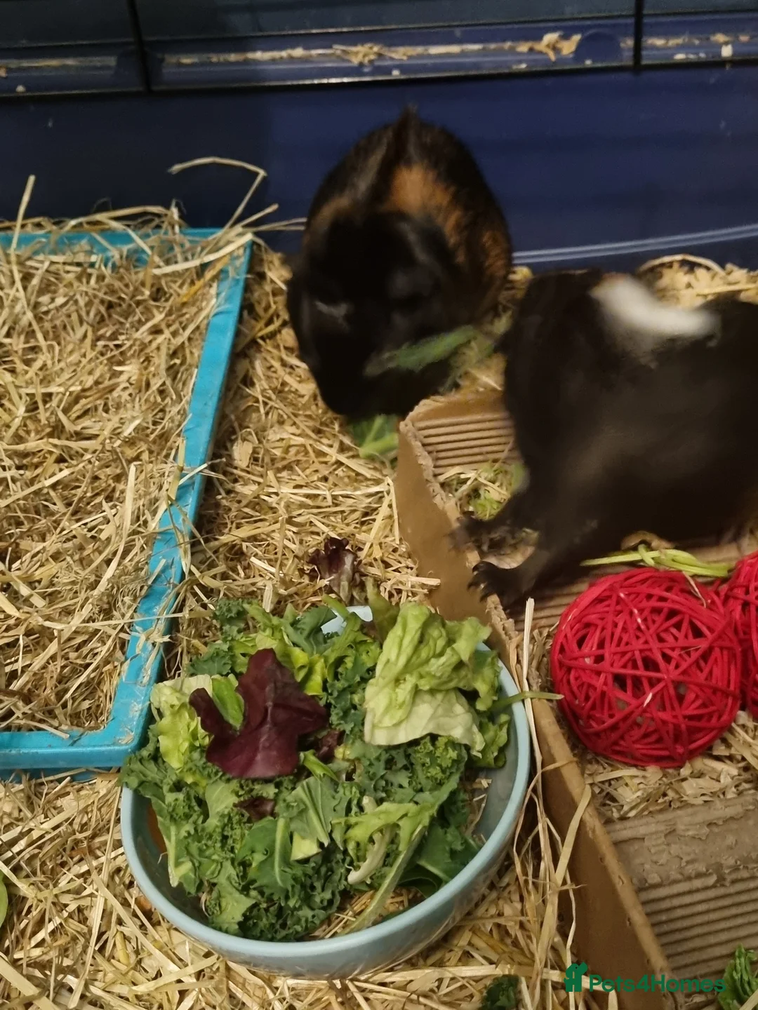 Guinea Pig rodents for sale: Gorgeous cute 2 males guinea pig - Advert 4