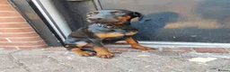 Dobermann dogs for sale: Adorable Doberman puppies PRICE REDUCTION £1650 - Advert 1