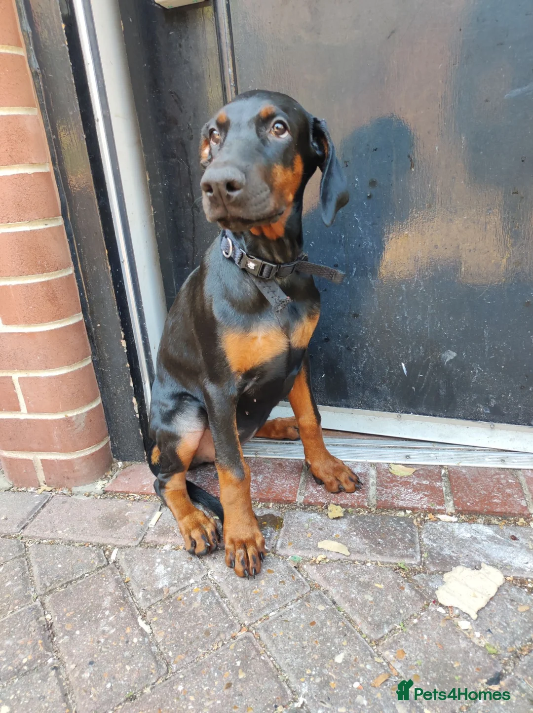 Dobermann dogs for sale: Adorable Doberman puppies PRICE REDUCTION £1650 - Advert 1