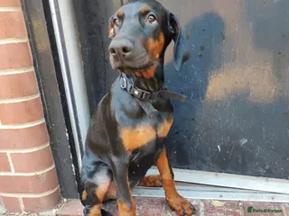 Dobermann dogs Adorable Doberman puppies PRICE REDUCTION £1650 - Advert 12